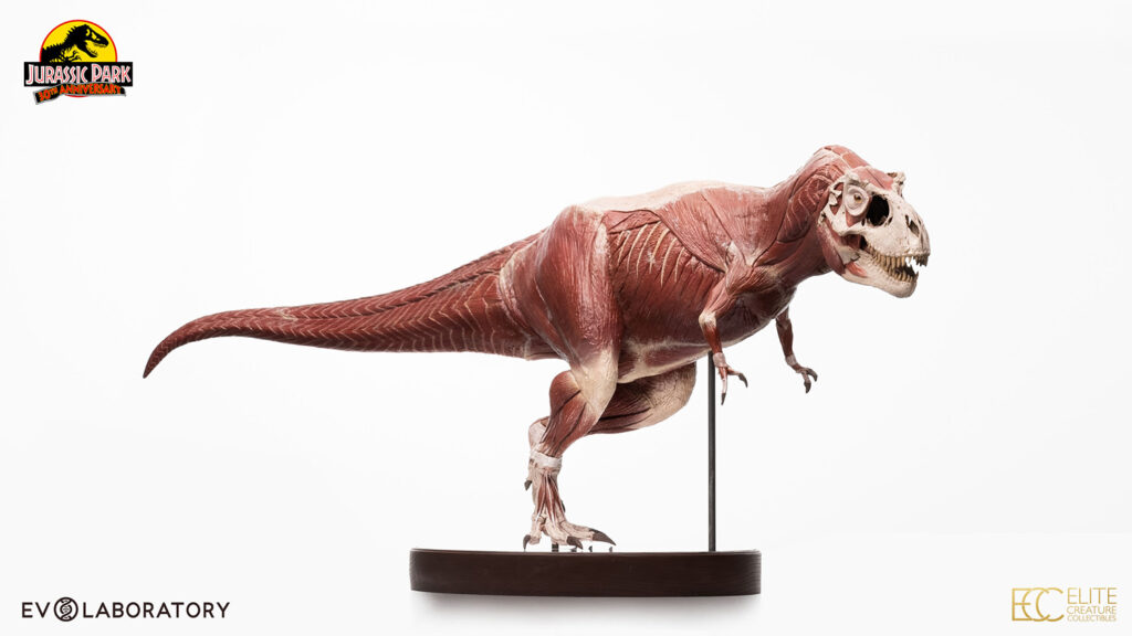 TRex Anatomy 112 Scale Maquette By Cinemaquette X ECC Figuristi Store