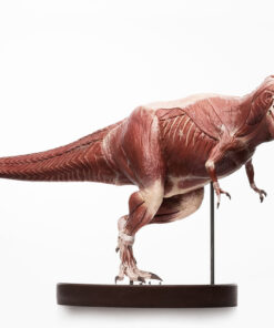 Alternative view of T-Rex Anatomy 1:12 Scale Maquette By Cinemaquette X ECC