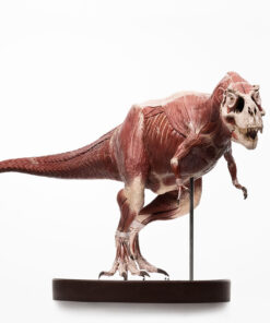 T-Rex Anatomy 1:12 Scale Maquette By Cinemaquette X ECC