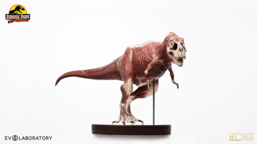T-Rex Anatomy 1:12 Scale Maquette By Cinemaquette X ECC