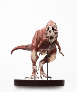 T-Rex Anatomy 1:12 Scale Maquette By Cinemaquette X ECC - Image 4