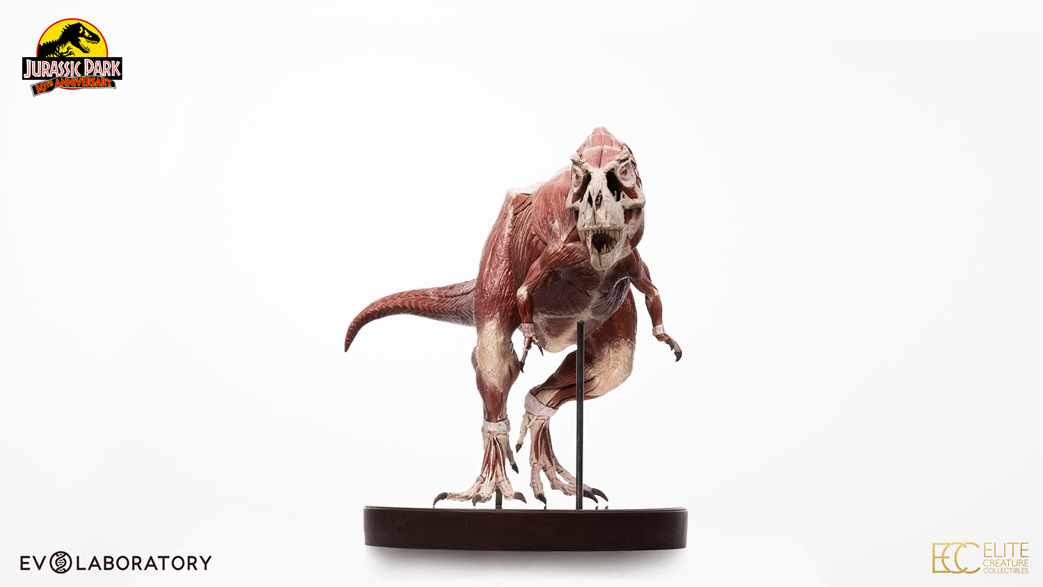 T-Rex Anatomy 1:12 Scale Maquette By Cinemaquette X ECC - Image 4