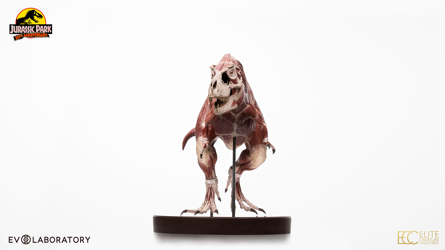 T-Rex Anatomy 1:12 Scale Maquette By Cinemaquette X ECC - Image 5
