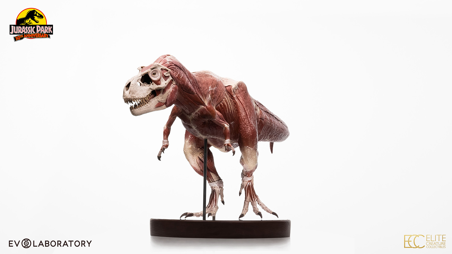 T-Rex Anatomy 1:12 Scale Maquette By Cinemaquette X ECC - Image 6