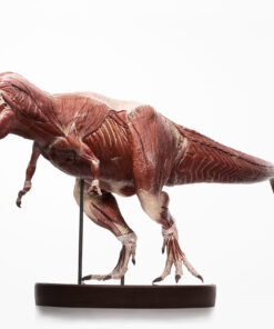 T-Rex Anatomy 1:12 Scale Maquette By Cinemaquette X ECC - Image 7