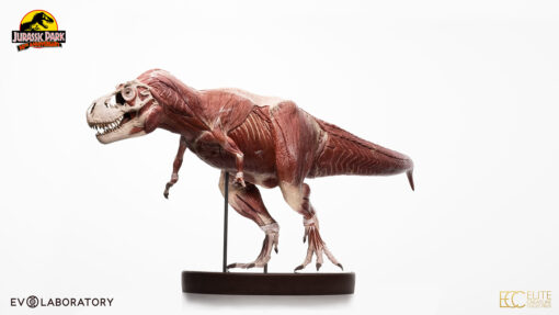 T-Rex Anatomy 1:12 Scale Maquette By Cinemaquette X ECC - Image 7