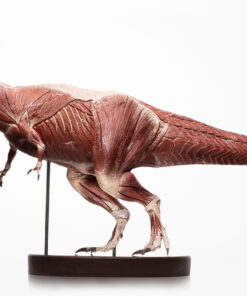 T-Rex Anatomy 1:12 Scale Maquette By Cinemaquette X ECC - Image 8
