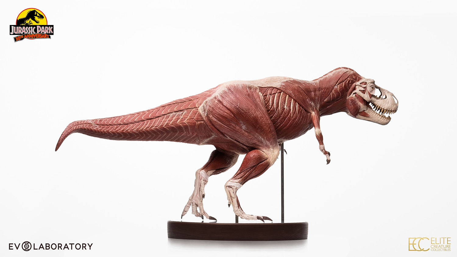 T-Rex Anatomy 1:12 Scale Maquette By Cinemaquette X ECC - Image 9