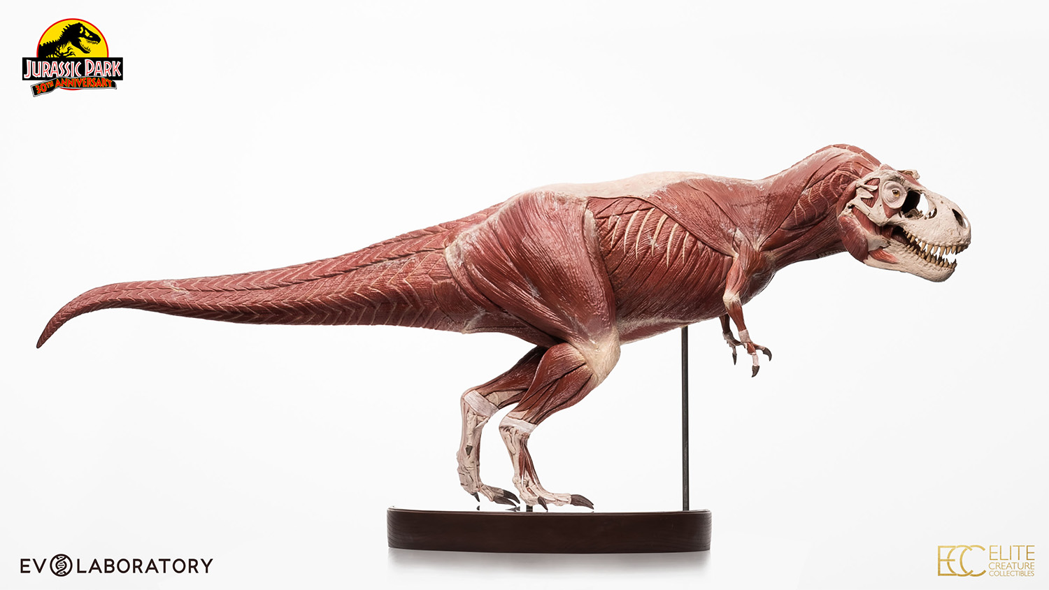 T-Rex Anatomy 1:12 Scale Maquette By Cinemaquette X ECC - Image 10