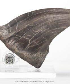 ELITE CREATURE COLLECTIBLE PRESENTS: Screen Used T-Rex Foot Claw Reproduction - Image 13