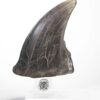 ELITE CREATURE COLLECTIBLE PRESENTS: Screen Used T-Rex Foot Claw Reproduction