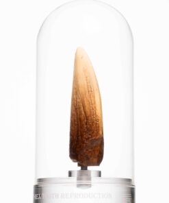 ELITE CREATURE COLLECTIBLE PRESENTS: Screen Used T-Rex Tooth Reproduction - Image 9