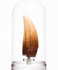 ELITE CREATURE COLLECTIBLE PRESENTS: Screen Used T-Rex Tooth Reproduction - Image 8