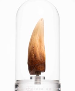 ELITE CREATURE COLLECTIBLE PRESENTS: Screen Used T-Rex Tooth Reproduction - Image 3