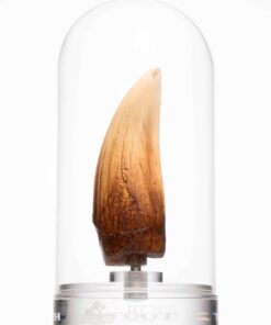 ELITE CREATURE COLLECTIBLE PRESENTS: Screen Used T-Rex Tooth Reproduction - Image 4