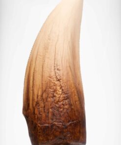ELITE CREATURE COLLECTIBLE PRESENTS: Screen Used T-Rex Tooth Reproduction - Image 5