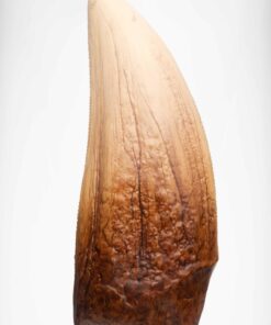ELITE CREATURE COLLECTIBLE PRESENTS: Screen Used T-Rex Tooth Reproduction - Image 7