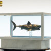ELITE CREATURE COLLECTIBLES PRESENTS: Jaws Bronze 1/18 Scale Statue