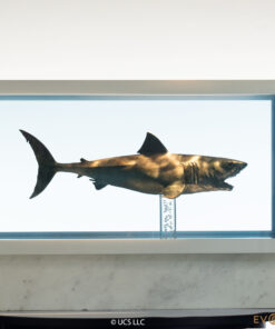 ELITE CREATURE COLLECTIBLES PRESENTS: Jaws Bronze 1/18 Scale Statue - Image 3