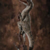 ELITE CREATURE COLLECTIBLES PRESENTS:  Jurassic Park III: Female Velociraptor  "White Queen" Maquette