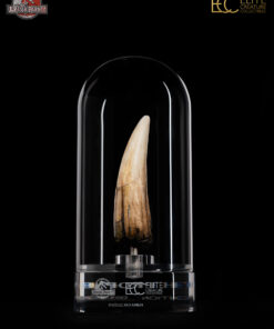 ELITE CREATURE COLLECTIBLES PRESENTS:  Jurassic Park III – Spinosaurus Tooth Prop Reproduction - Image 11