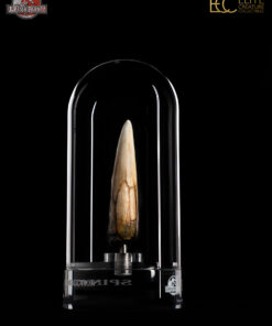 ELITE CREATURE COLLECTIBLES PRESENTS:  Jurassic Park III – Spinosaurus Tooth Prop Reproduction - Image 9