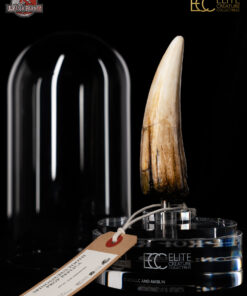 ELITE CREATURE COLLECTIBLES PRESENTS:  Jurassic Park III – Spinosaurus Tooth Prop Reproduction - Image 6
