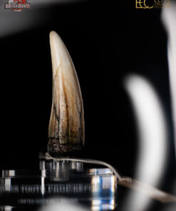 ELITE CREATURE COLLECTIBLES PRESENTS:  Jurassic Park III – Spinosaurus Tooth Prop Reproduction - Image 7