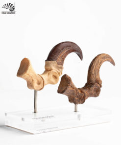 ELITE CREATURE COLLECTIBLES PRESENTS: Jurassic Park – Velociraptor Foot Claw and Fossil Claw Set - Image 10
