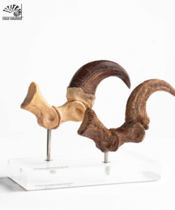 ELITE CREATURE COLLECTIBLES PRESENTS: Jurassic Park – Velociraptor Foot Claw and Fossil Claw Set