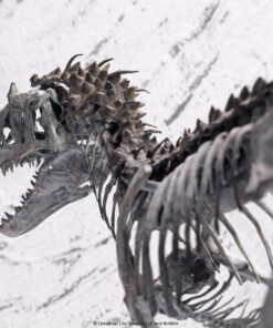 ELITE CREATURE COLLECTIBLES PRESENTS:  Jurassic World – Indominus Rex Skeleton  Bronze 1/24 Scale - Image 15